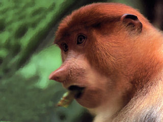 proboscis-monkey1