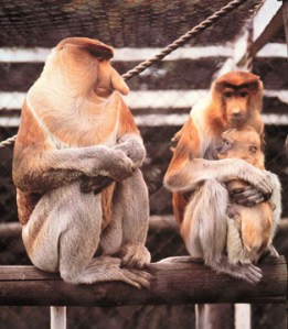 true-wildlife.blogspot.com