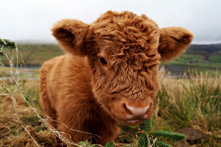 http://www.fourjandals.com/europe/cute-highland-cow-calf-weekly-hump-day-photo/