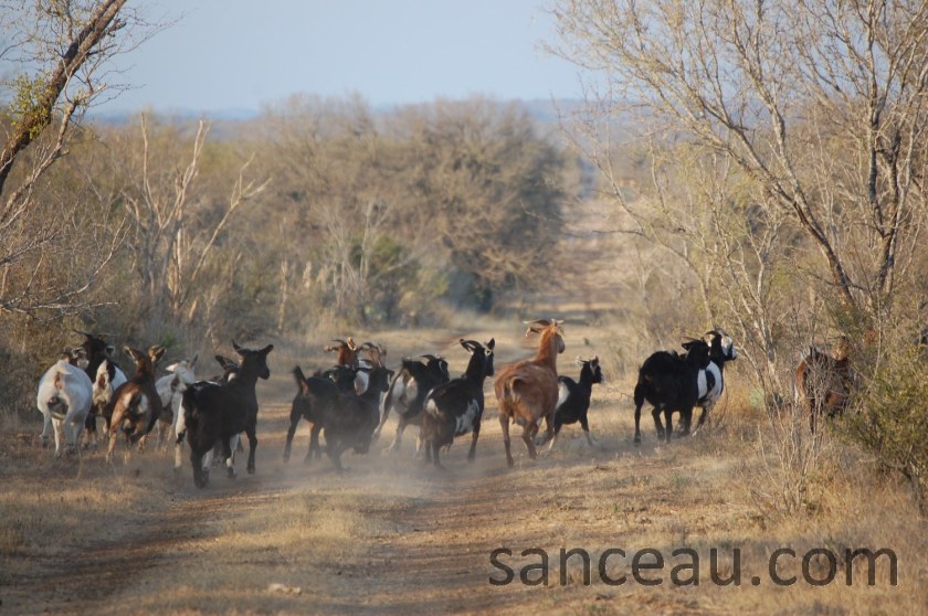 Christmas Ranch 08 142