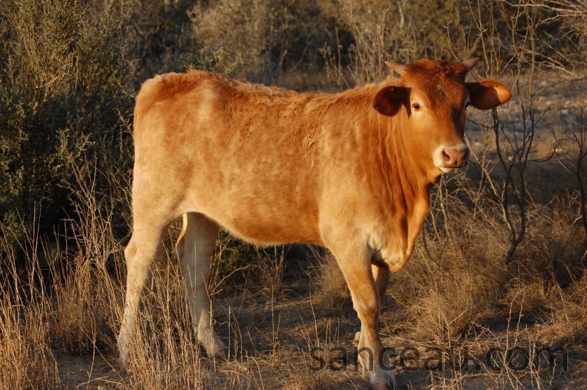 Christmas Ranch 08 151