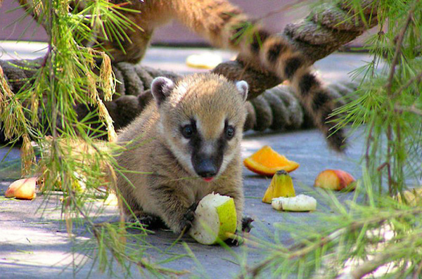 http://www.thatcutesite.com/coati-babies-are-adorable-20-pictures.html