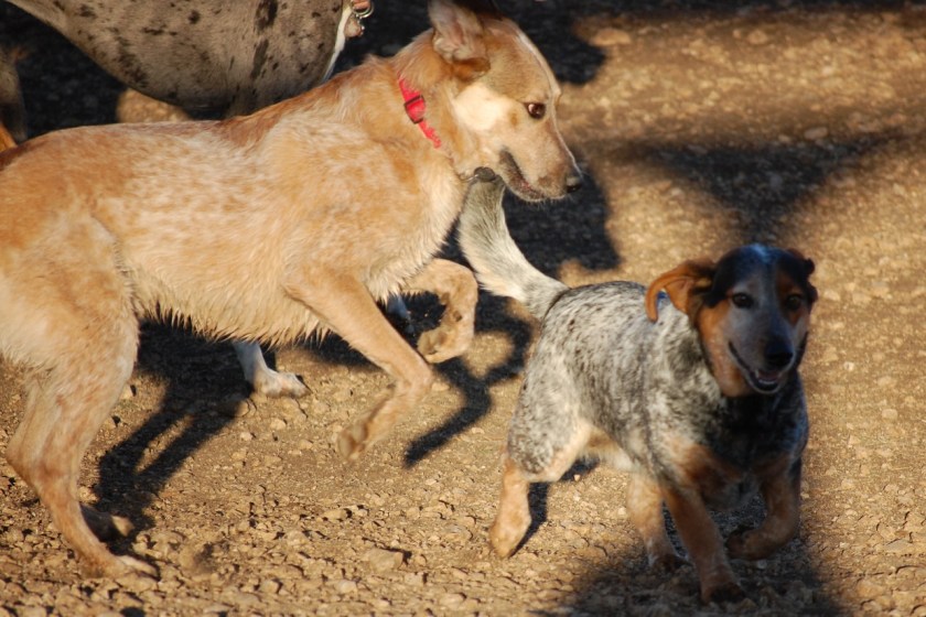 Dog Park 008
