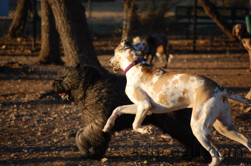 Dog Park 046