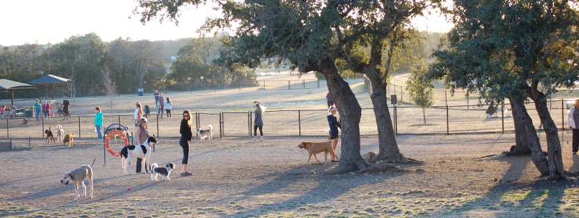 Dog Park 053