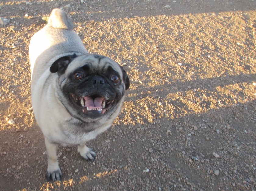 Dog Park Charles 006