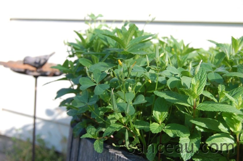 Springtime April 002