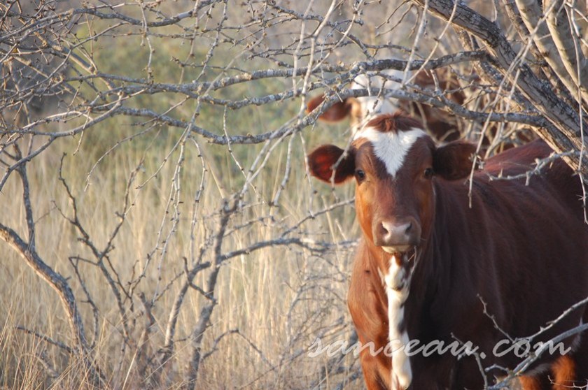 Christmas Ranch 08 153