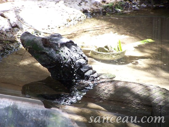2011-06 Zoo Kodak 048