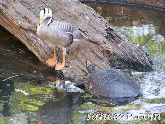 2011-06 Zoo Kodak 069