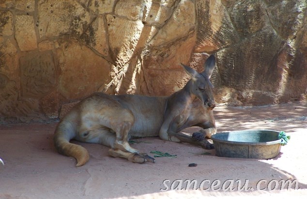 2011-06 Zoo Kodak 079