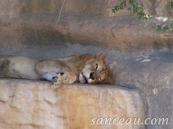 2011-06 Zoo Kodak 080