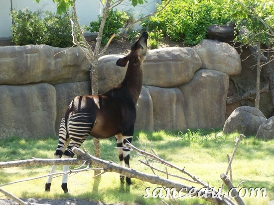 2011-06 Zoo Kodak 104