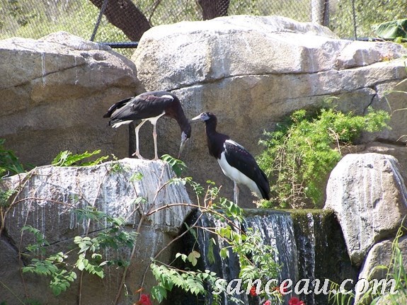 2011-06 Zoo Kodak 105