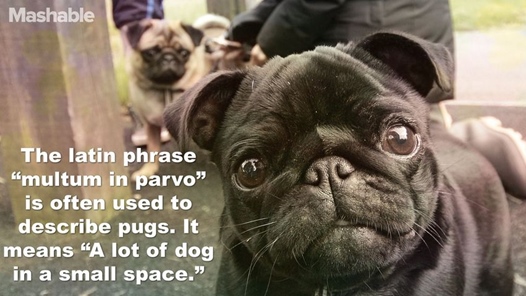 pugspace