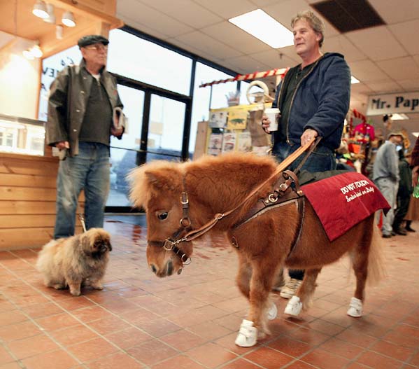 12/14/2002 -- Ellsworth, Maine -- Dan Shaw and his Guide Horse Cuddles make their way through a shopping mall.