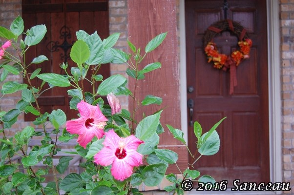 hibiscus-1