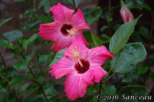 hibiscus-2