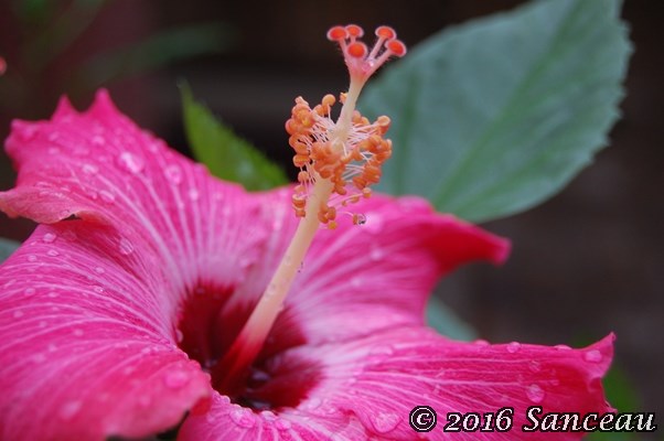 hibiscus-3