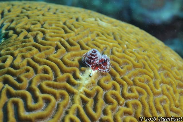 brain-coral-with-a-bristle-worm