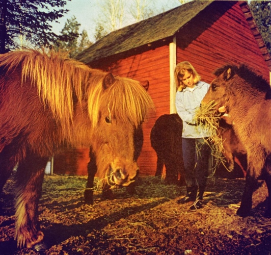 Shaggy Icelandic ponies on Washington Island, Wisconsin, Natl Geo, March '69