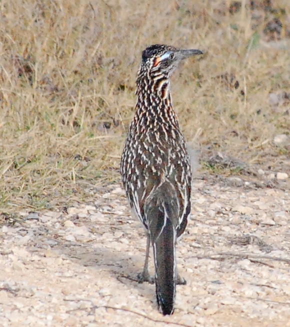 Saturday Stroll (20)